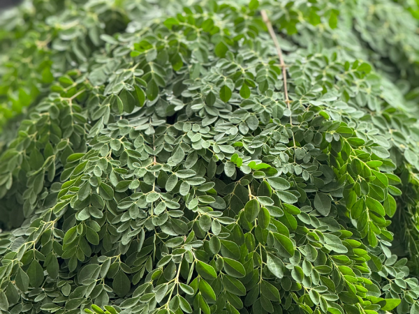 moringa